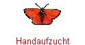 Handaufzucht