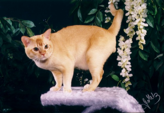 Golden Earring (C) by Gabi Metz