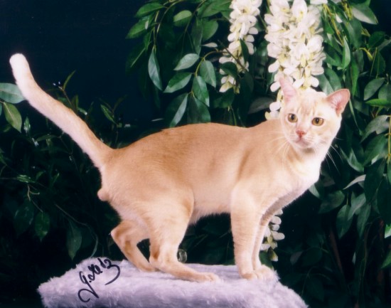 Neverending Kisses (C) by Gabi Metz