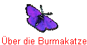 ber die Burmakatze