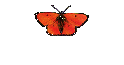 ber die Burmakatze