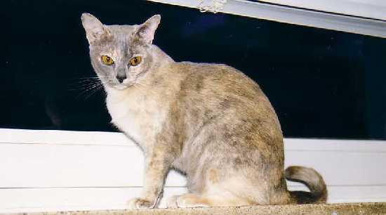 blautortie01