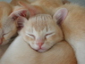 Sleeping Kitten