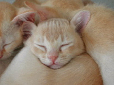 Sleeping Kitten