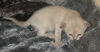 20070201_Kitten 001