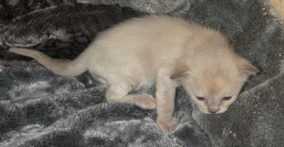 20070201_Kitten 001