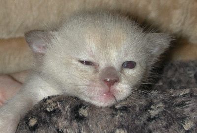 20070201_Kitten 003