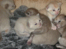 20070201_Kitten 005