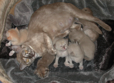 20070201_Kitten 010