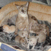 20070201_Kitten 012