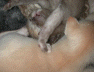 20070201_Kitten 015