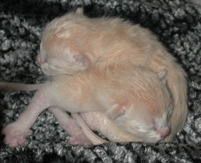 20070201_Kitten 020