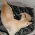 20070201_Kitten 021